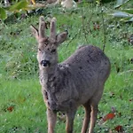 Bed and breakfast Chateau Du Deffay 3*