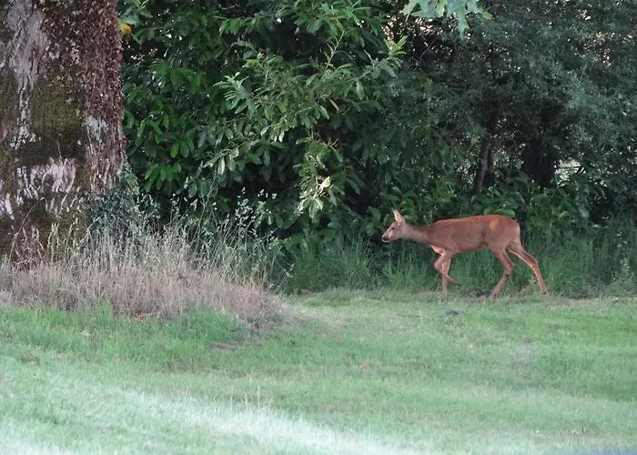 Chateau Du Deffay Bed and breakfast